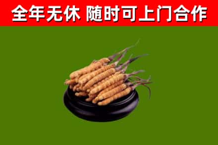 林口县回收冬虫夏草