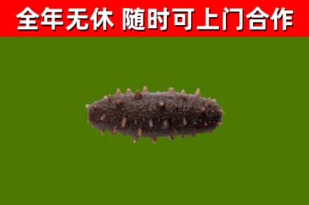 林口县回收海参干